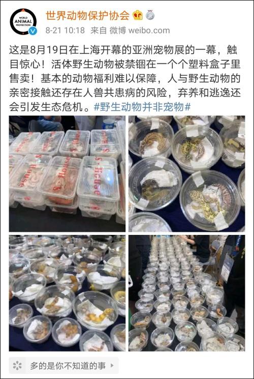 爬宠也是宠物 世界动物保护协会这次翻车了?