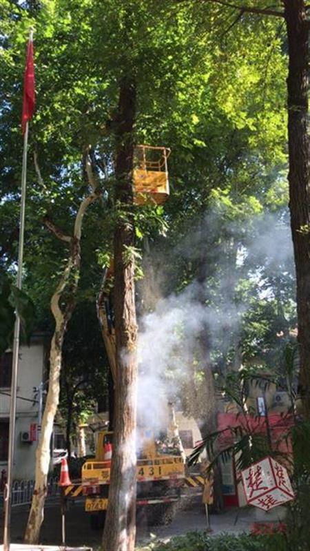 武汉城区持续多日超39℃ 一棵枫杨树热得冒烟(图)