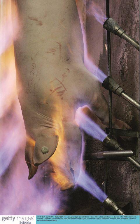 德国一个屠宰场对猪肉进行消毒。图/视觉中国