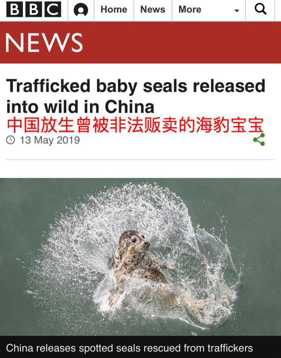 BBC报道称,中国警方几个月前从非法猎捕者手中救出了71头小海豹。