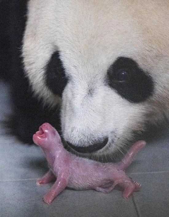 大熊猫出生50天体重增10倍 韩国女主持感慨:暴风成长!