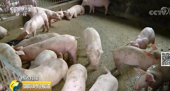多条硬措施稳“猪”:这样养猪国家最高补助500万 多条硬措施稳“猪”:这样养猪国家最高补助500万