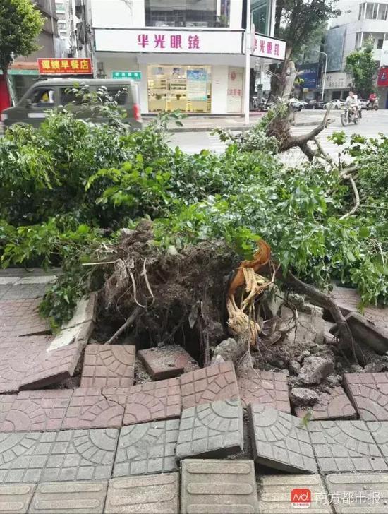 9月16日上午9时50分，惠州博罗县城北门路，骤起的狂风将街头大树连根拔起。