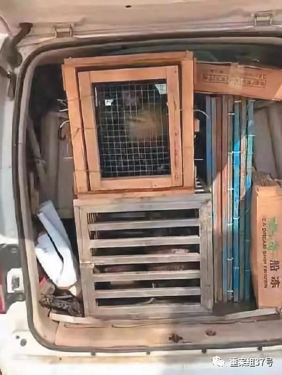 媒体调查海狮非法展演:转借证件成“护身符”