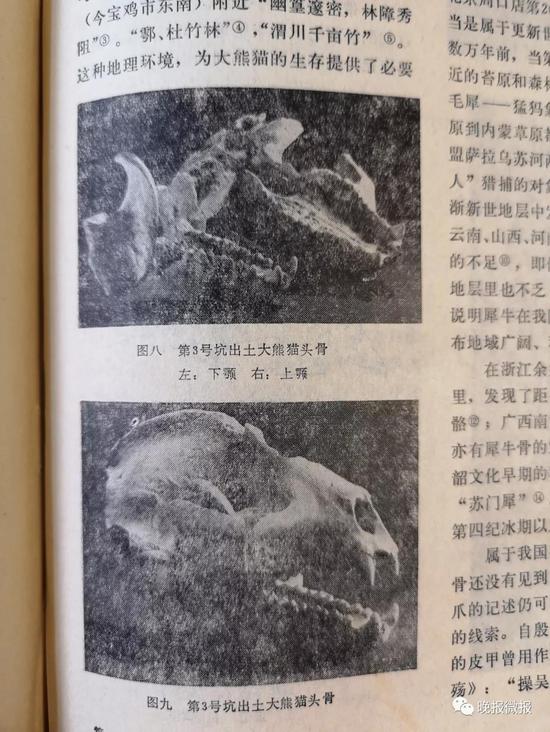 当年出土大熊猫头骨的照片。