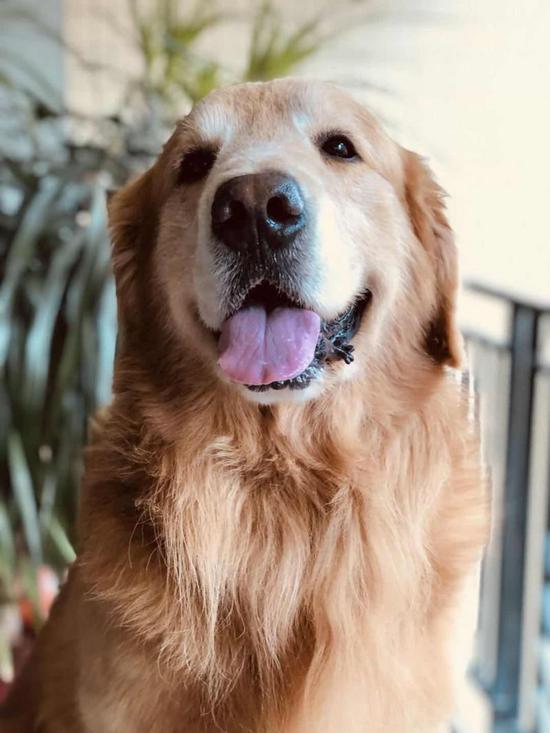 男子打死金毛犬 金毛狗主：父母均住院对方未道歉