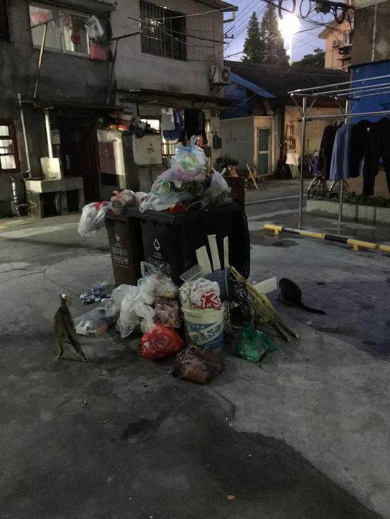 其中一处塞满了垃圾的垃圾桶,旁边还有两只猫