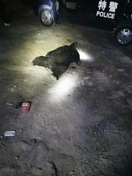 5月18日凌晨，江油一只肇事黑熊被警方击毙。