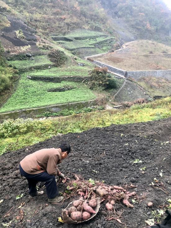 安康市白河县干子坪的一处修复的渣场,一位村民正在渣场旁边的山坡上挖红薯。