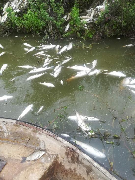 鱼塘8万斤鱼全死光：检出石油类污染物 超标572倍