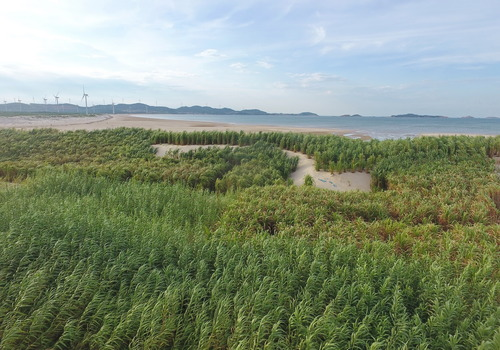 这是福建省平潭综合实验区一处沙滩上栽种的用于防风固沙的菌草。新华社记者林善传摄。