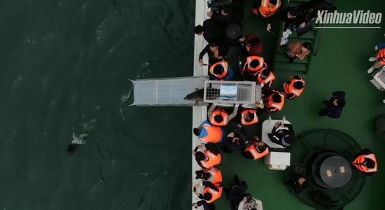 (专业机构工作人员将小海豹放归大海,新华社报道截图。)