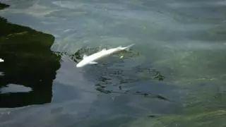 ▲河里的死鱼 图据BBC