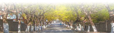 开云体育城市种植、养护行道树如何避免“绿化浪费”? 开云体育城市种植、养护行道树如何避免“绿化浪费”?