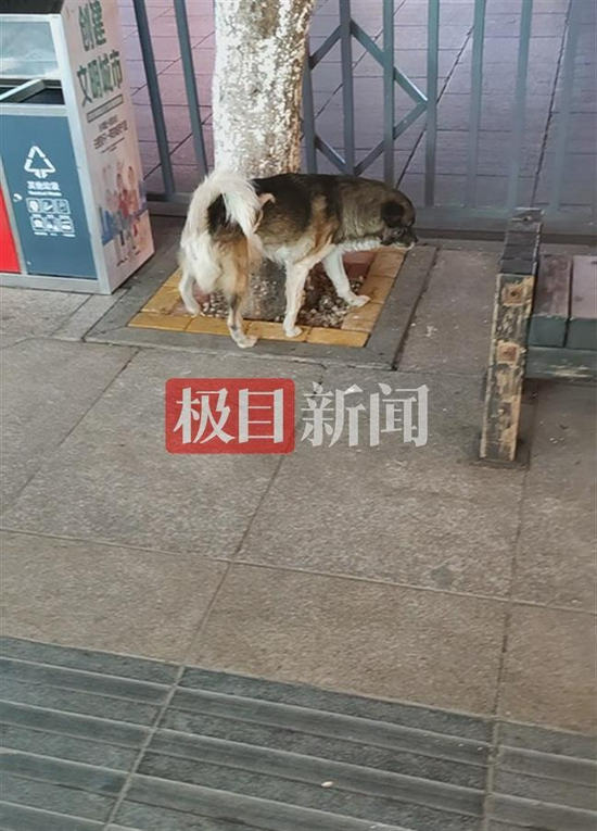 昭通中心城区遇到未牵绳的狗（来源：记者实拍）
