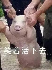 新世纪平台主页·北极熊疑被恶意喷黑漆 专家忧破坏狩猎能力