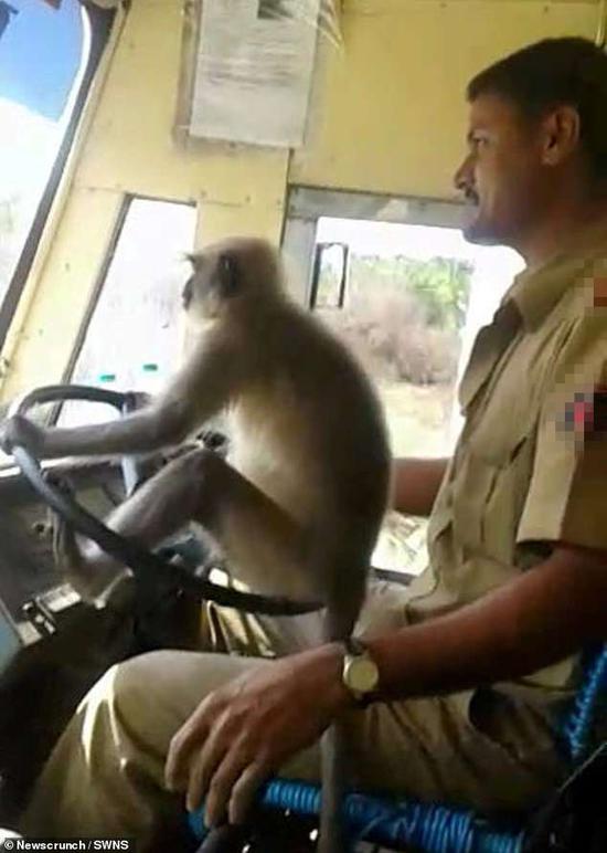 印度司机让猴子开公交自己在座位上放松 乘客震惊
