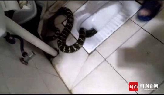 记者求证：该蛇为成年王锦蛇 属于无毒蛇