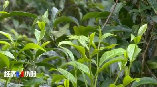 古茶树上的陈叶