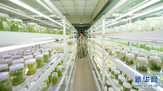 这是内蒙古亿利资源库布其生态科技中心的沙生植物育苗实验室（2017年9月2日摄）。新华社记者邓华摄