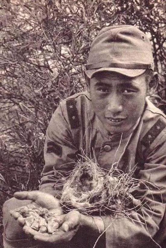 （图为捣鸟蛋的日军，到战争中后期，这种顽童干的事，日军也不顾体面地干上了。为啥？饿呀）