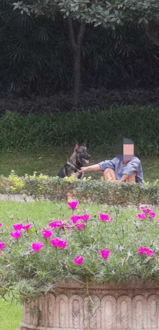 图据网络,遛狗人和伤人德牧