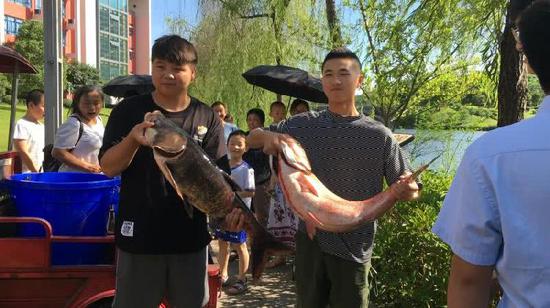 重庆又一高校打捞万斤鱼:将做剁椒鱼头等给师生吃