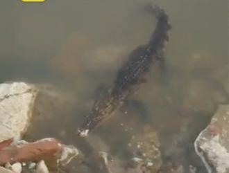 汉江江岸惊现1.2米长鳄鱼 头部受伤疑似人为放生