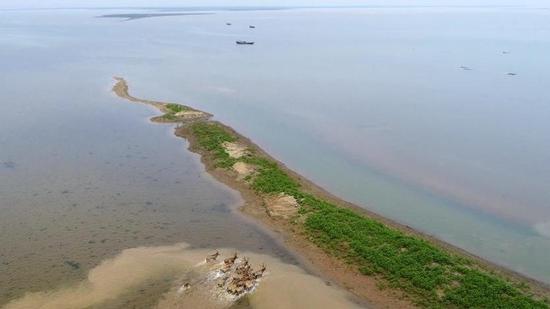被野放的麋鹿在江西鄱阳湖湿地奔跑(来源:新华网)