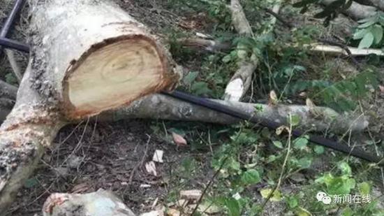 老冤家年龄相加快180见面就开打 只为一根柴火归属