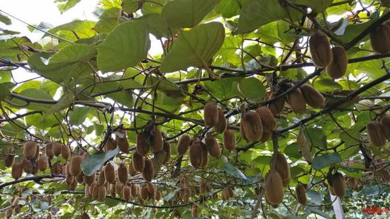 大山深处送外卖 送餐老板年入40万