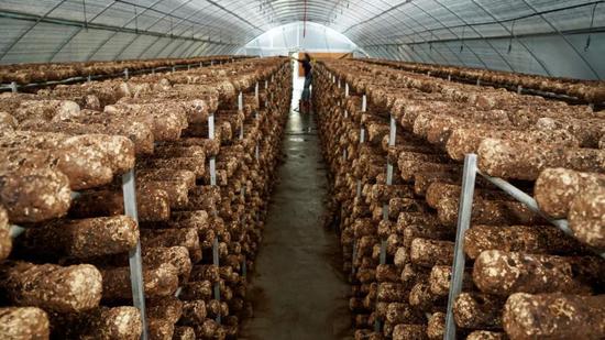 茅台团体扶持的食用菌基地