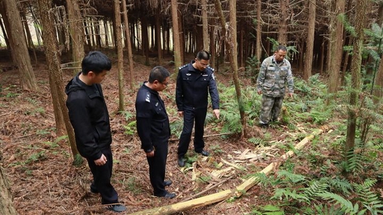 福建省南平市浦城县公安局石陂森林派出所所长郭晓强(右二)在盗伐林木案件现场分析作案动机(2020年12月11日摄)。新华社记者 赵雪彤 摄