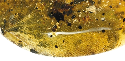 琥珀中的蛇皮。