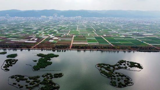 2021年12月4日，通海县杞麓湖处在土地流转范围内的菜地。摄影/本刊记者 赵翔