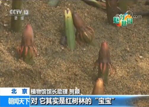 央视记者 罗子瑛:那个,挂在上面的。