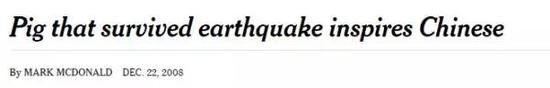▲《纽约时报》报道猪坚强截图