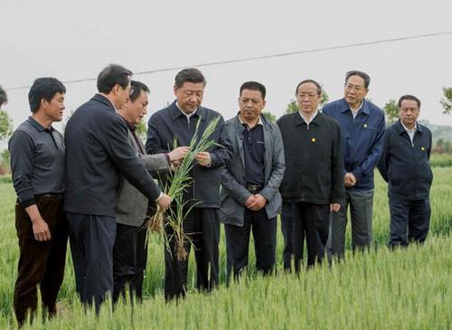 图说：2016年4月25日，在安徽考察调研的习近平总书记在滁州市凤阳县小岗村察看小麦长势。新华社记者李学仁摄