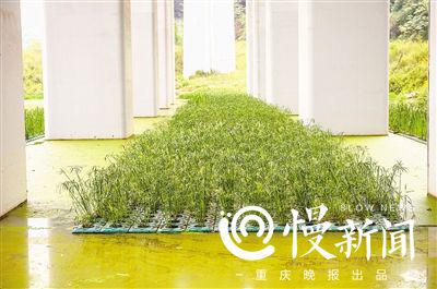 为了保护生态环境,地铁站下方立柱周围种满了水生植物。