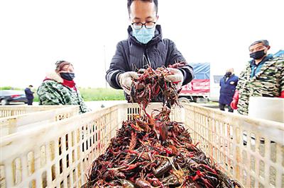 3月31日,武汉市江夏区法泗街道三合村村民将刚刚捕捞的龙虾进行打包,运送给订单客户。光明日报武汉一线报道组记者蔡闯、季春红摄/光明图片