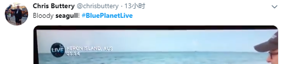 还有网友表达了对海鸥的痛恨,“可恶的海鸥!”(图源:推特)