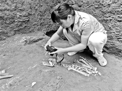 动物考古学家胡松梅在陪葬坑考察 供图/胡松梅