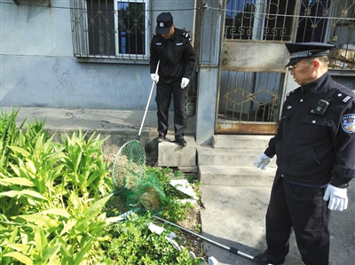 2018年4月15日，陕西安康，一条连伤多人的流浪犬被民警捕捉。图/视觉中国