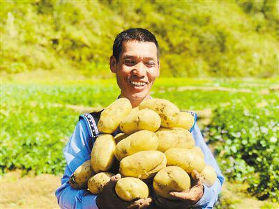 云南澜沧拉祜族自治县酒房村村民马正发在田间收获马铃薯。李 酋摄(人民视觉)