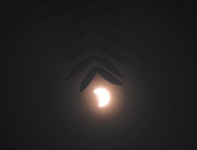 昨日,金谷园小区,太阳越来越小,树叶在随风而动。新京报记者 浦峰 摄