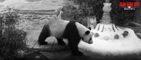 旅泰大熊猫死亡 保育员:就像自己的孩子去世一样