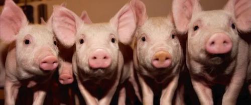 媒体:非洲猪瘟来袭 猪肉还能吃吗?|猪瘟|猪肉|病
