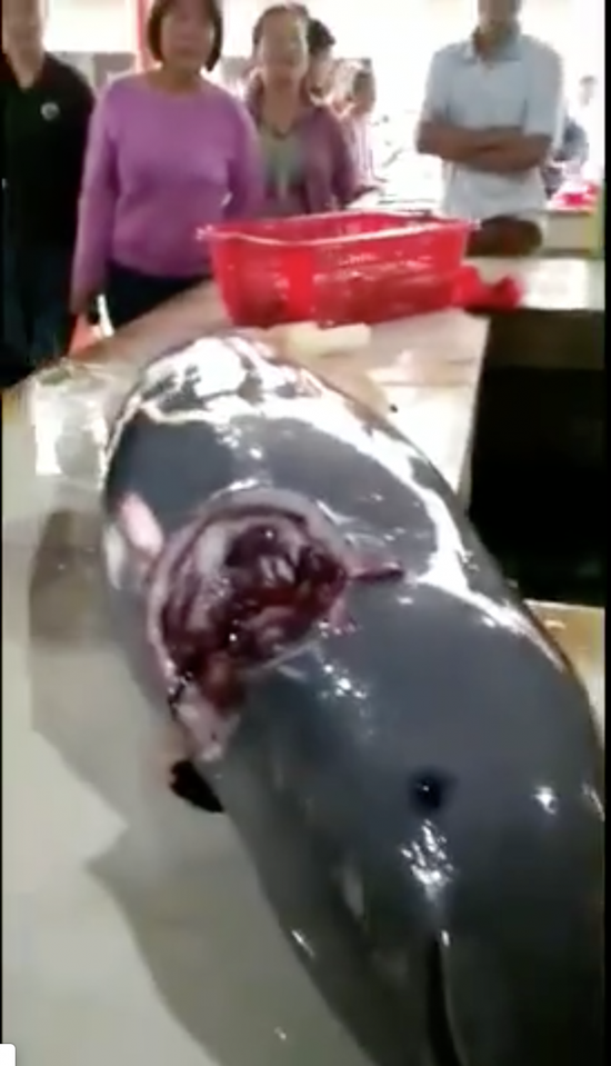 广东徐闻一鱼老板疑似宰杀江豚 涉事人被立案调查