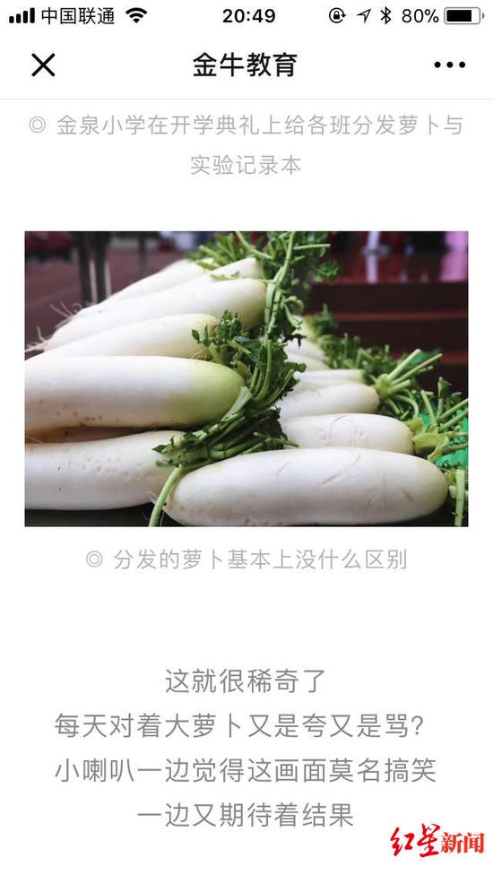 ▲金牛教育发表的关于“萝卜实验”的文章