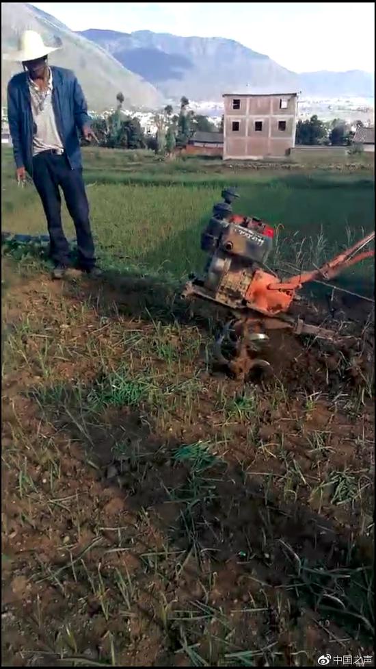 洱海流域村民种植大蒜被强行铲除 官方:为防污染